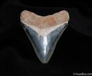 Beautiful Inch Bone Valley Megalodon Tooth #133-2